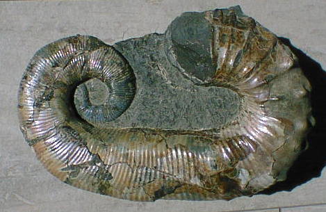 アンモナイト化石 Hoploscaphites sp. USA South Dakota 産